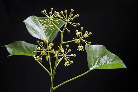 Common ivy