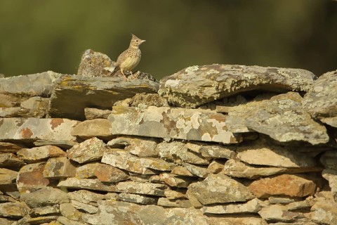 Eurasian skylark