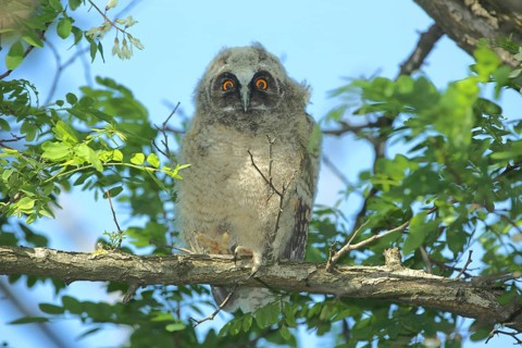 Juvenile Long-eared Owl
