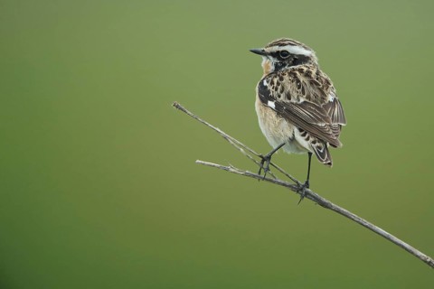 Whinchat
