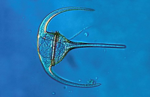 Marine Phytoplankton