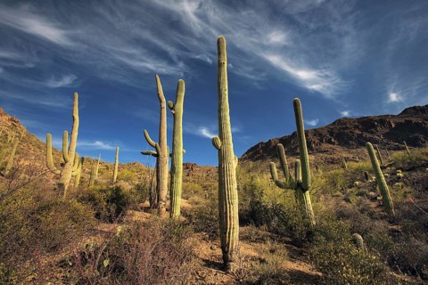 Saguaro Cactus