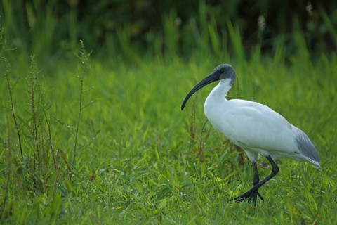 African sacred ibis