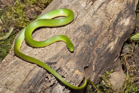 Smooth green snake