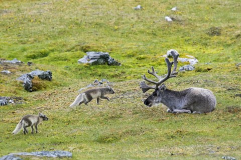 Two curious young Arctic foxes