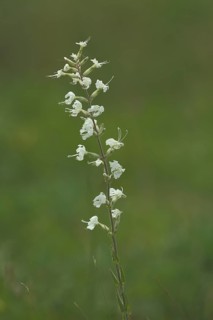 Sticky campion