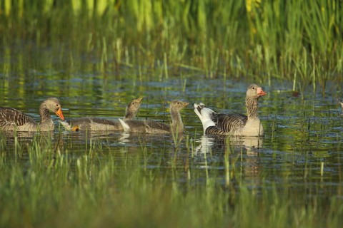 Greylag Goose