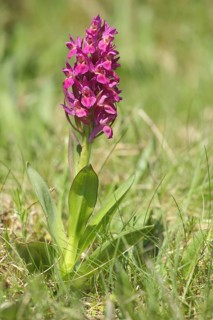 Greater early purple orchid