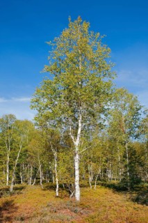 Large birch trees in early autumn with sunshine and blue sky