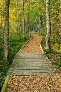 Forest path in the birch forest near Les Ponts-de-Martel in the canton of Neuchatel