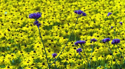 Common vervain