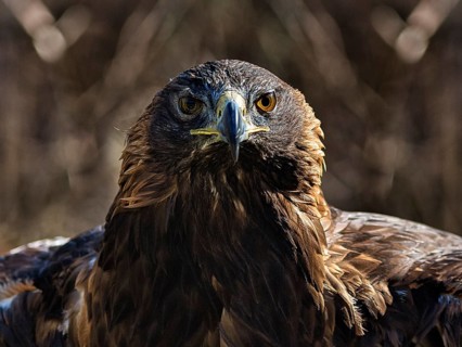 Golden eagle