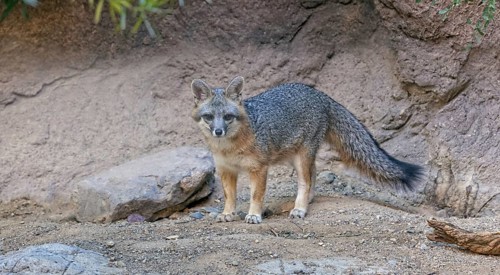 Gray Fox