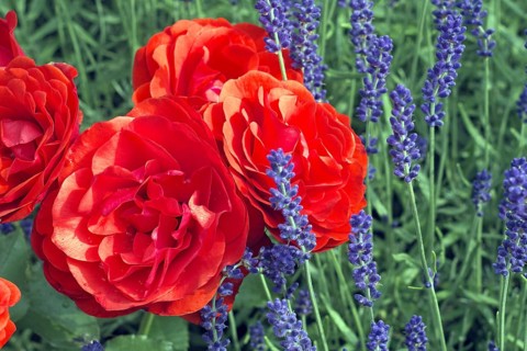 Bedding Rose Trumpeter Mc Gredy 1977 Lavender Flowers