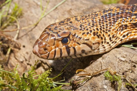 West Texas bull snake