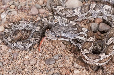 Texas rat snake