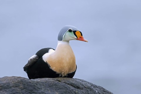 King eider