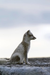 Arctic fox