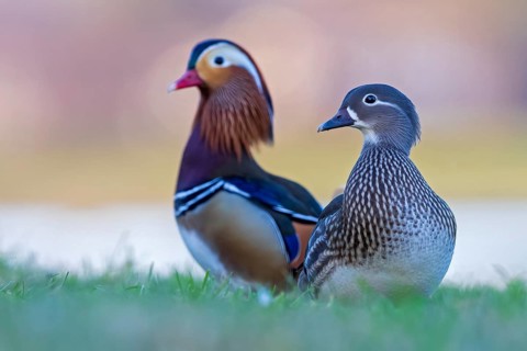 Mandarin Duck