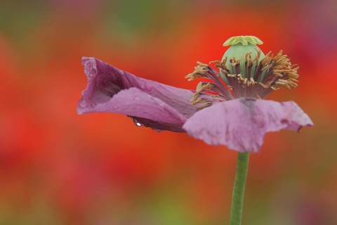 Withered flower of the opium poppy