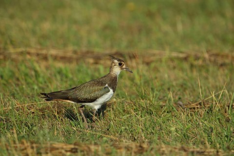 Northern lapwing