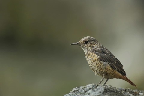 Common rock thrush