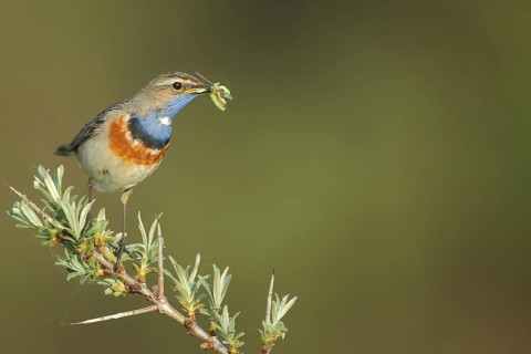 White-starred white-spotted bluethroat