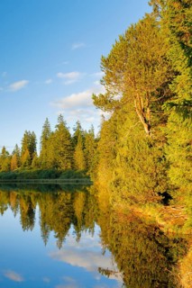 Spruce and pine forest along the lakeshore of the quiet Etang de la Gruere reflected in the water of the moor lake
