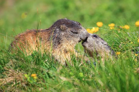 Alpine marmot couple kissing in alpine flower meadow
