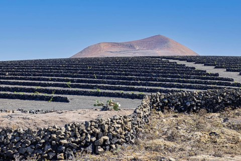 Wine terraces made of lava rock