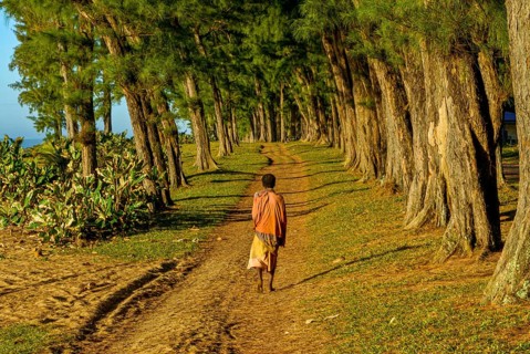 Man walking through the artifical planted tree line