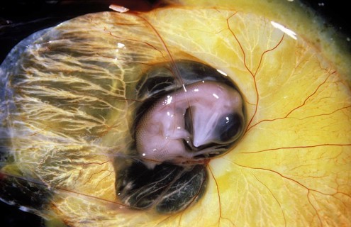 Chicken Embryo at 9 Days