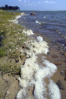 Sea Foam