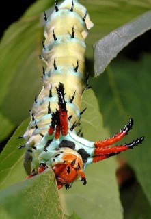 Citheronia regalis Catepillar