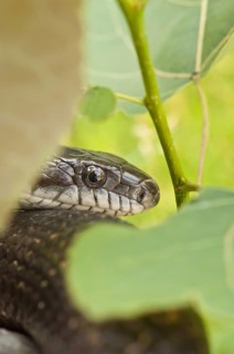 Black rat snake