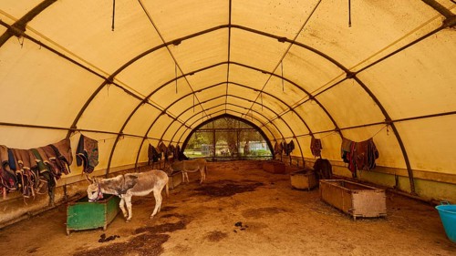 Large tunnel tent for donkeys