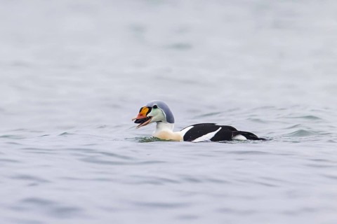 King eider