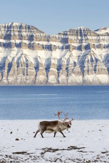 Svalbard reindeer