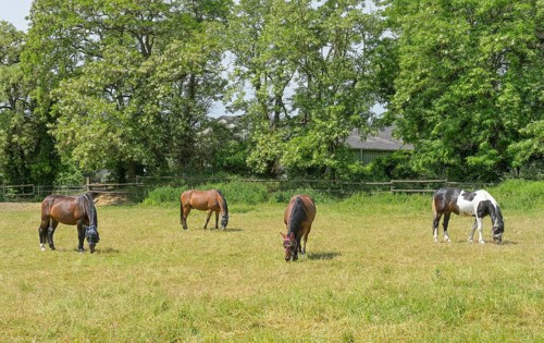 Horses