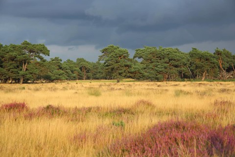 Heathland with grey clouds and light mood