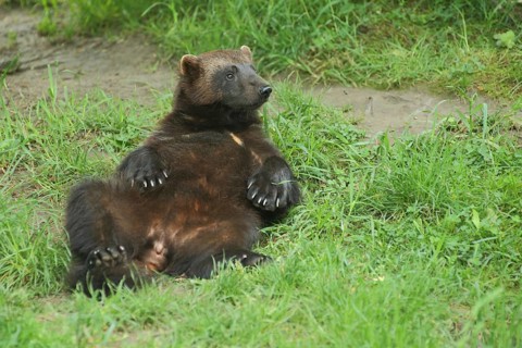 Wolverine