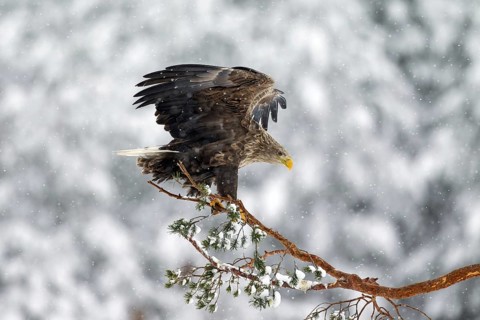 White-tailed Eagle