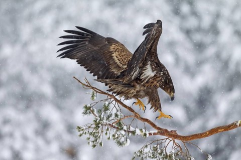 White-tailed Eagle