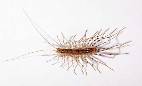 Scutigera coleoptrata