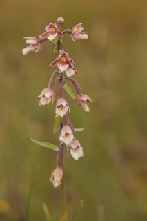 Marsh helleborine
