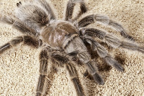Rose-haired tarantula