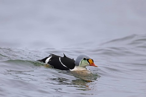 King eider