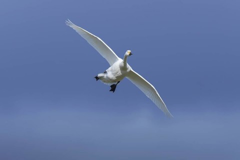 Tundra swan