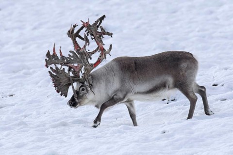Svalbard reindeer
