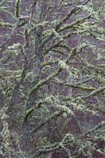 Silver birch